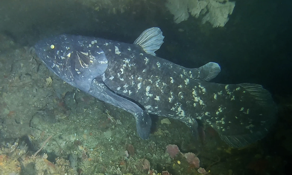 Coelacanths