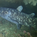 Coelacanths - Photo (c) 
Bruce A.S. Henderson, some rights reserved (CC BY)