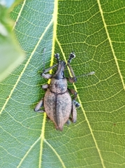 Elytrurus serrulatus