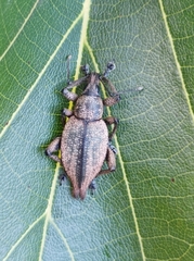 Elytrurus serrulatus