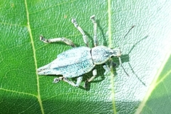 Elytrurus caudatus