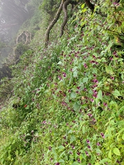 Impatiens gorepaniensis