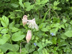 Aquilegia