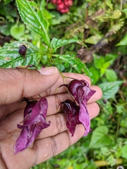 Impatiens gorepaniensis