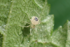 Paidiscura pallens