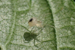 Paidiscura pallens