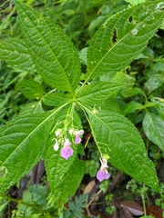 Impatiens laxiflora