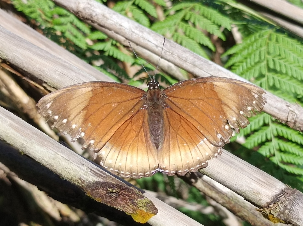 Spotted Crow Eggfly