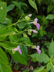 Impatiens laxiflora
