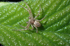 Philodromus