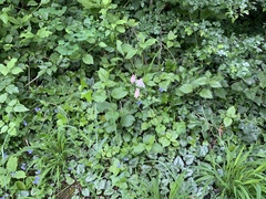 Aquilegia
