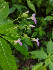Impatiens laxiflora