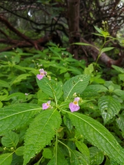 Impatiens laxiflora