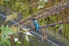 Alcedo atthis
