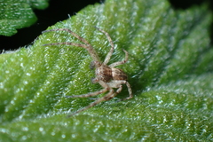 Philodromus