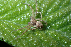 Philodromus