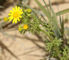 Jacobaea delphiniifolia