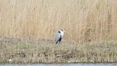Ardea cinerea