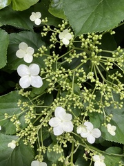 Hydrangea