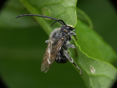 Eucera
