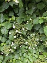 Hydrangea