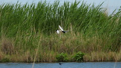 Chlidonias leucopterus