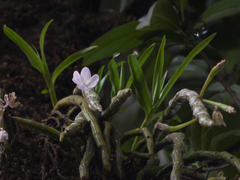 Dendrobium crepidatum