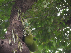 Dendrobium crepidatum