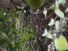 Dendrobium crepidatum