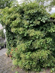 Hydrangea
