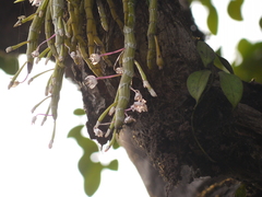 Dendrobium crepidatum