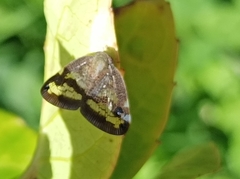 Parapiromis translucida