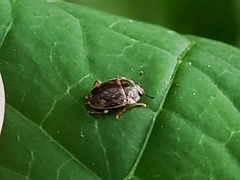 Stelidota geminata