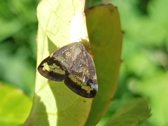 Parapiromis translucida