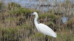 Egretta garzetta