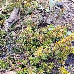 Empetrum nigrum