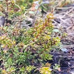 Empetrum nigrum
