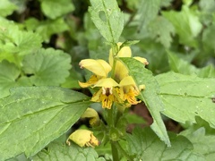 Lamium galeobdolon