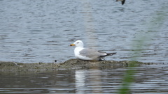 Larus armenicus