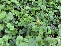 Lamium galeobdolon