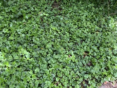 Lamium galeobdolon