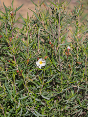 Cistus libanotis