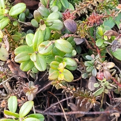 Vaccinium vitis-idaea