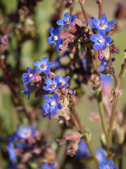 Anchusa calcarea