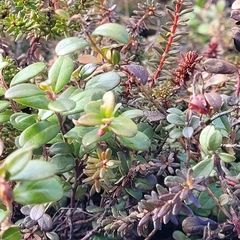 Vaccinium vitis-idaea