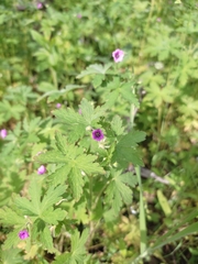 Geranium divaricatum