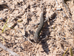 Psammodromus occidentalis