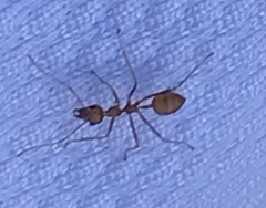 Oecophylla smaragdina