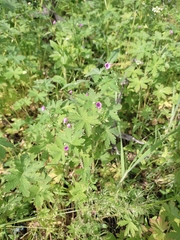 Geranium divaricatum