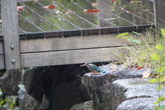 Alcedo atthis
